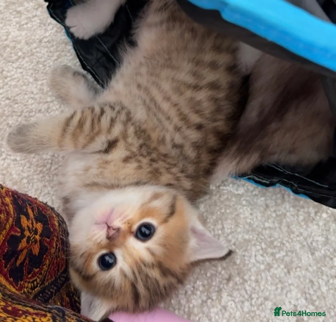 British Shorthair cats for sale: British shorthair X Scottish X ragdoll mix - Advert 2
