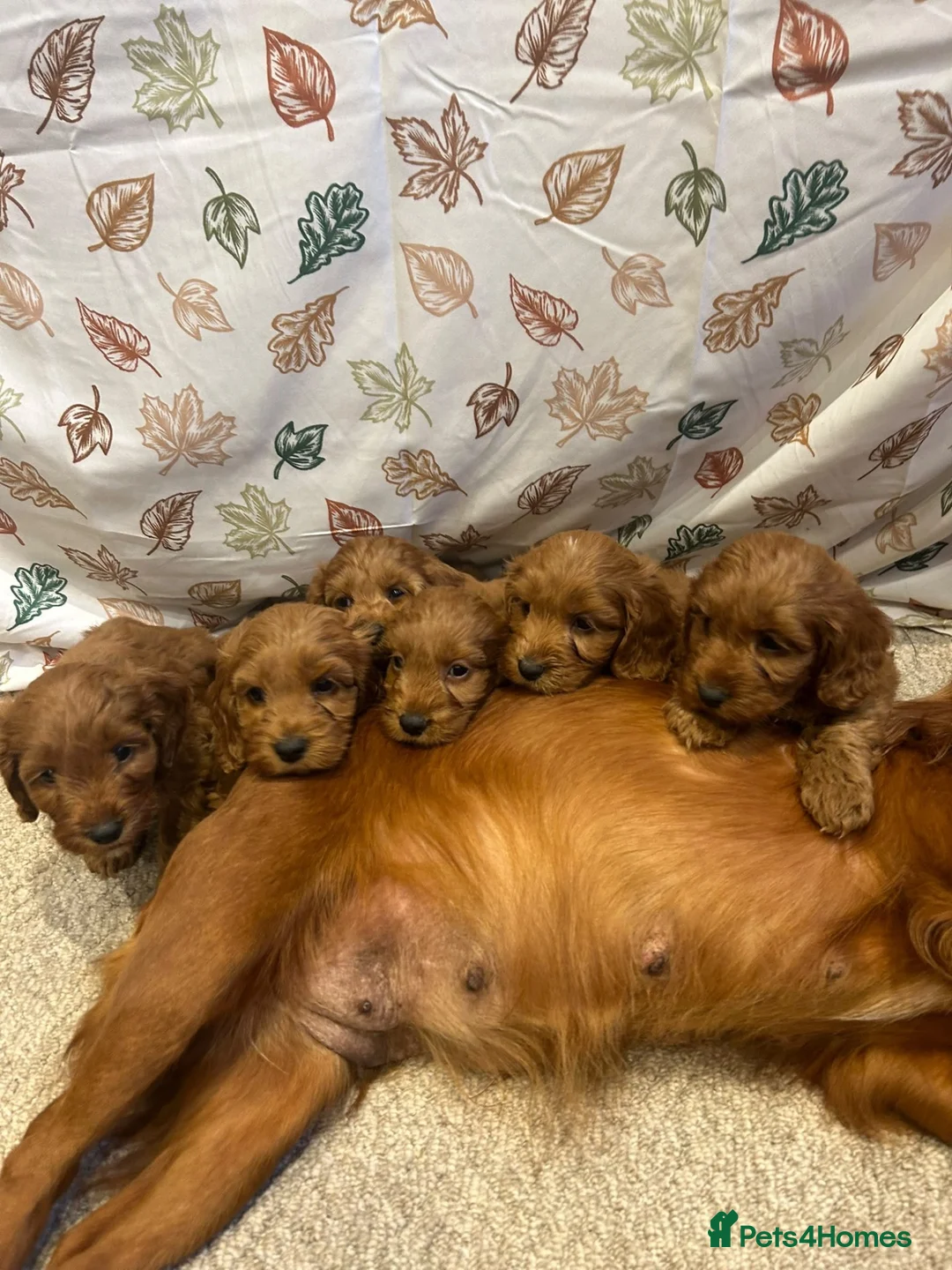 Cockapoo dogs for sale: HEALTH TESTED COCKAPOOS - Advert 12