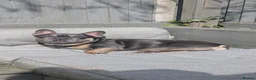French Bulldog dogs for sale: French bulldog looking for forever home  - Advert 7