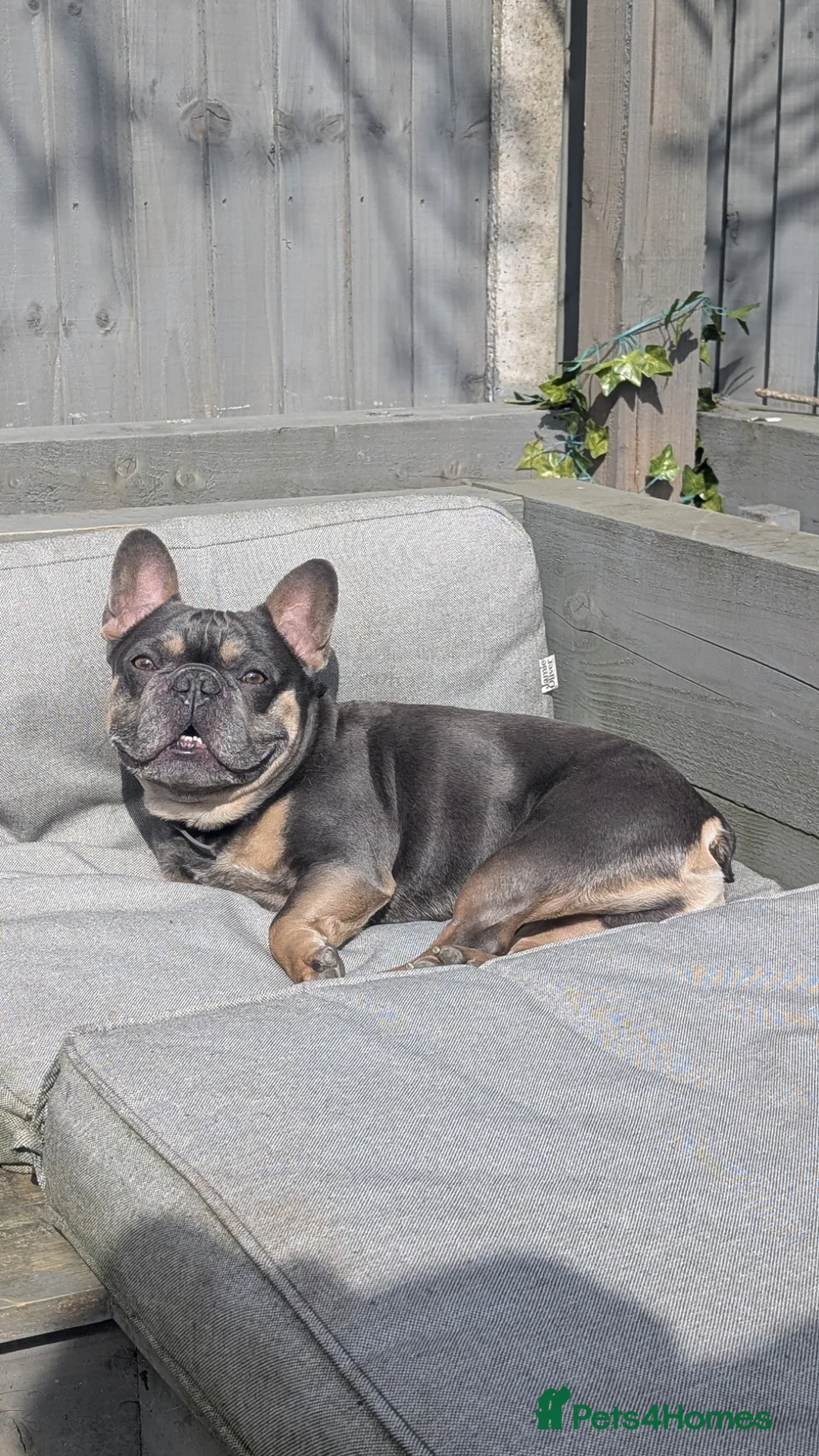 French Bulldog dogs for sale: French bulldog looking for forever home  - Advert 7
