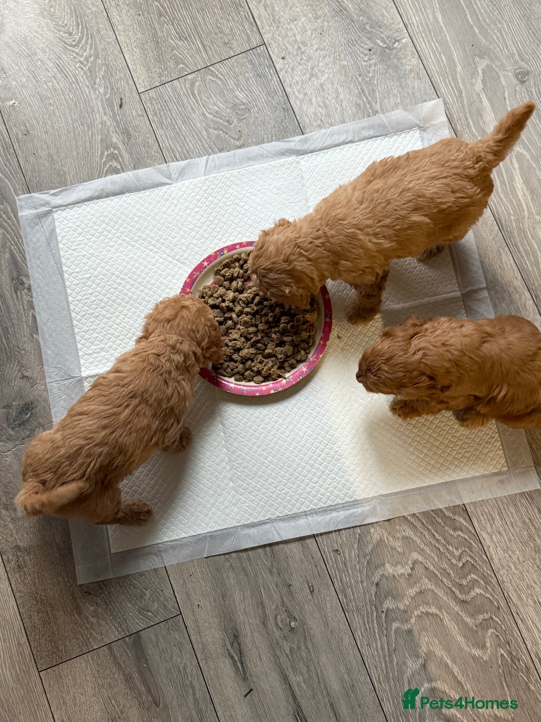 Cockapoo dogs for sale: Cockapoo Puppies For Sale  - Advert 7