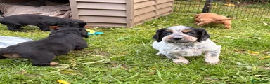 Cocker Spaniel 2