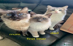 Ragdoll cats for sale: Gorgeous pure breed Ragdoll kittens  - Image 18