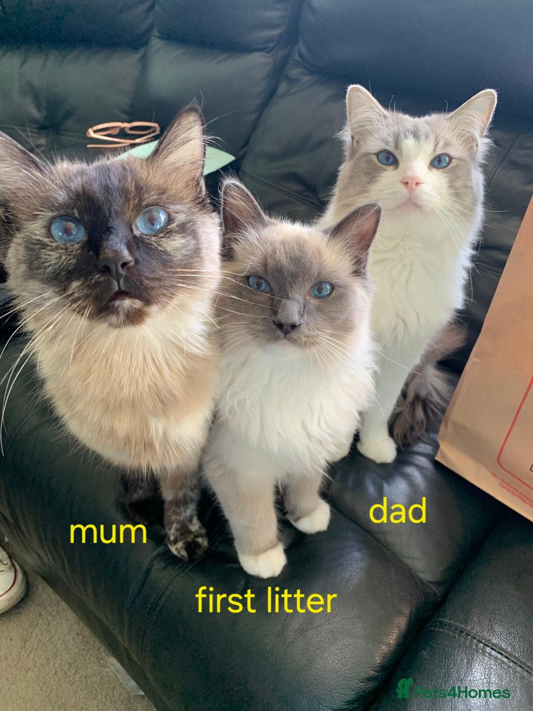 Ragdoll cats for sale: Gorgeous pure breed Ragdoll kittens  - Image 18