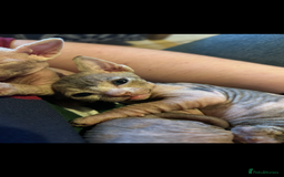 Sphynx cats for sale: Boy and girl syphnx  - Image 1