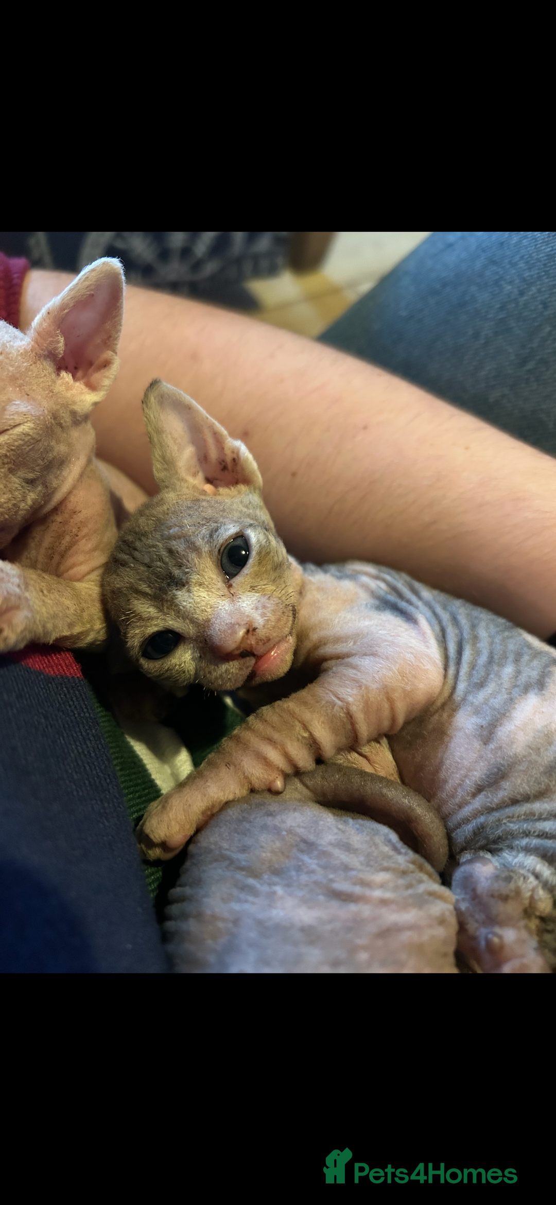 Sphynx cats for sale: Boy and girl syphnx  - Image 1
