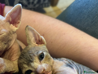 Sphynx cats - Advert 2