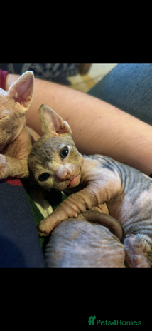 Sphynx cats - Advert 7