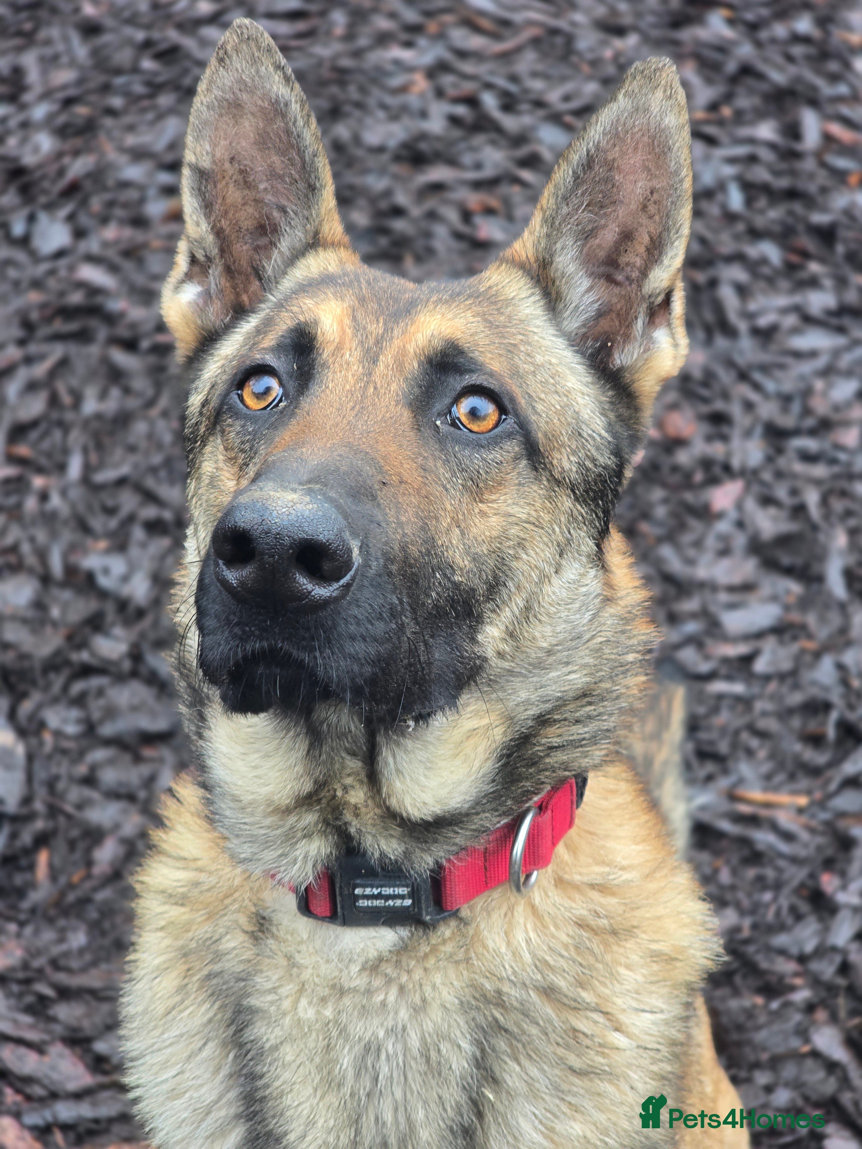 Mixed Breed dogs German shepherd cross dog - Advert 4