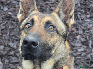 Mixed Breed dogs German shepherd cross dog - Advert 2