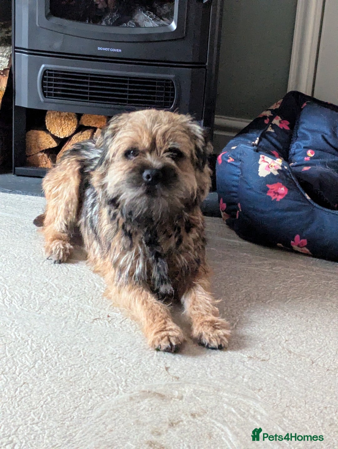 Border Terrier dogs for sale: KC Reg Border Terrier pups - Advert 4