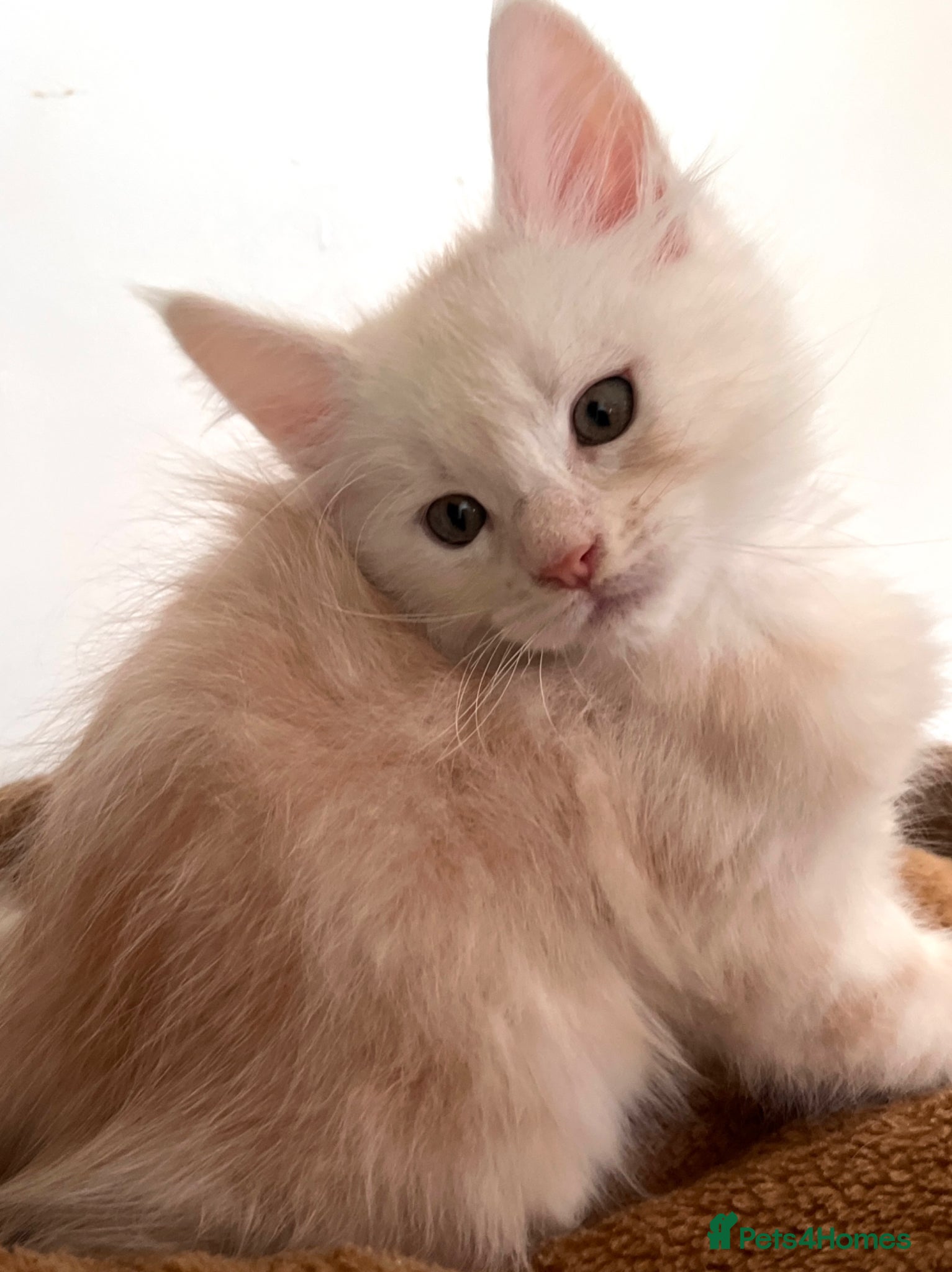 Maine Coon cats Purebred Maine coon kitten - Advert 16