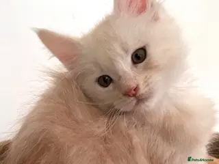 Maine Coon cats Purebred Maine coon kitten - Advert 16