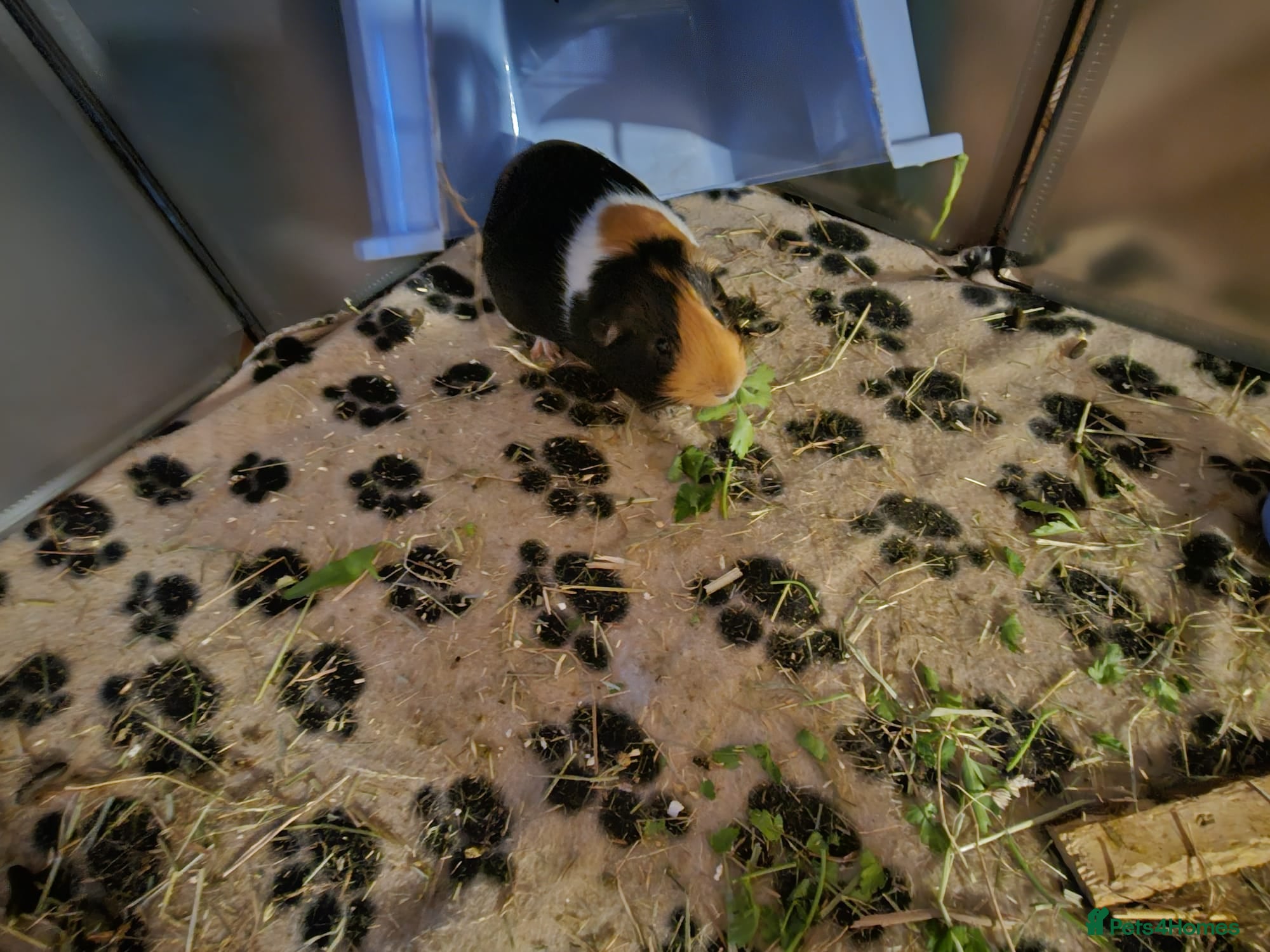 Guinea Pig rodents 2 male guinea pigs  - Advert 1