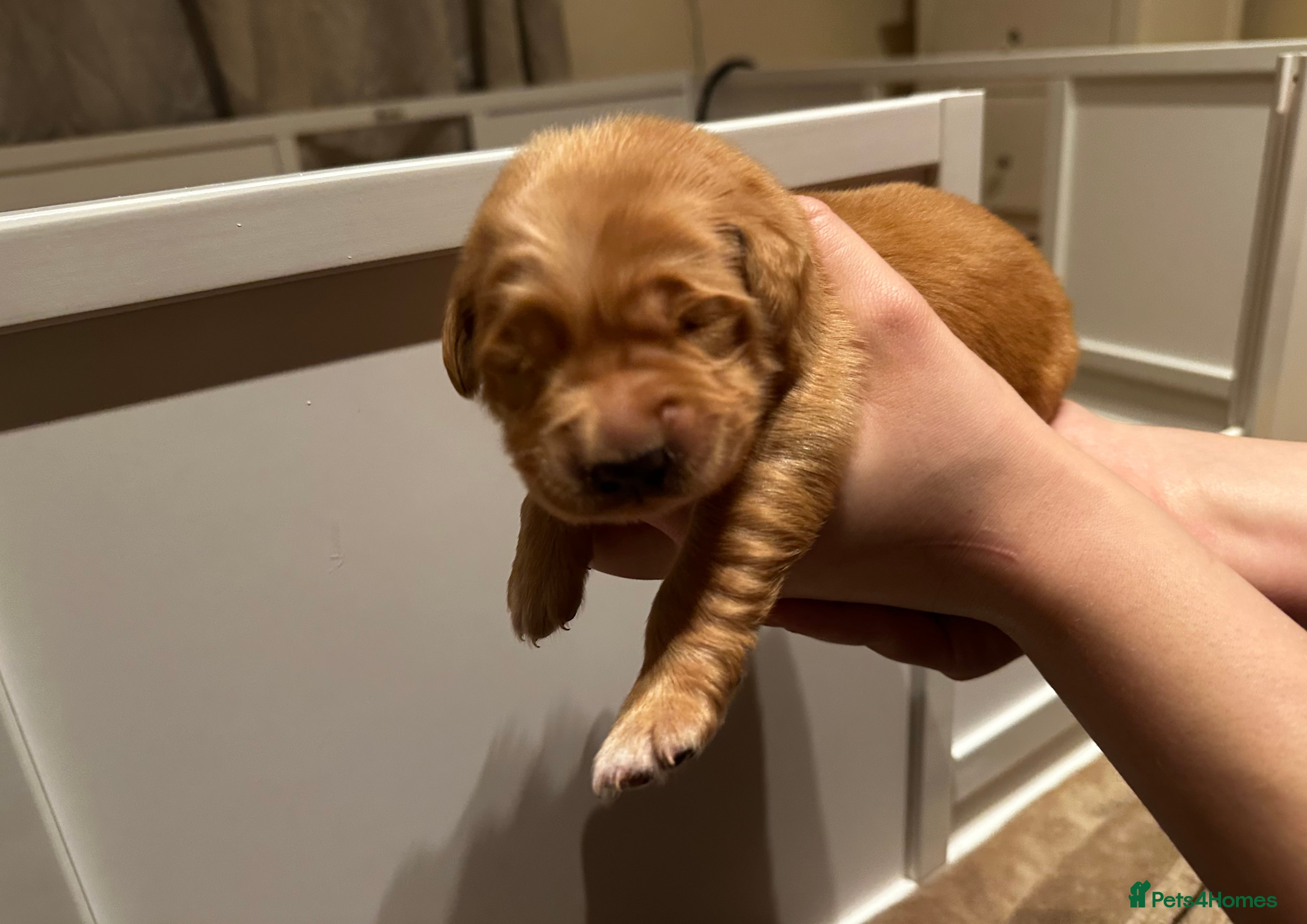 Golden Retriever dogs DARK GOLDEN RETRIEVER KC REG PEDIGREE 🐶  - Advert 10