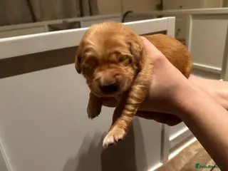 Golden Retriever dogs DARK GOLDEN RETRIEVER KC REG PEDIGREE 🐶 - Advert 6