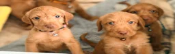 Hungarian Vizsla dogs for sale: Wirehaired Hungarian Vizsla 💕 - Advert 8