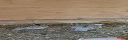Mixed Breed birds for sale: Snowflake bob white quails  - Advert 2