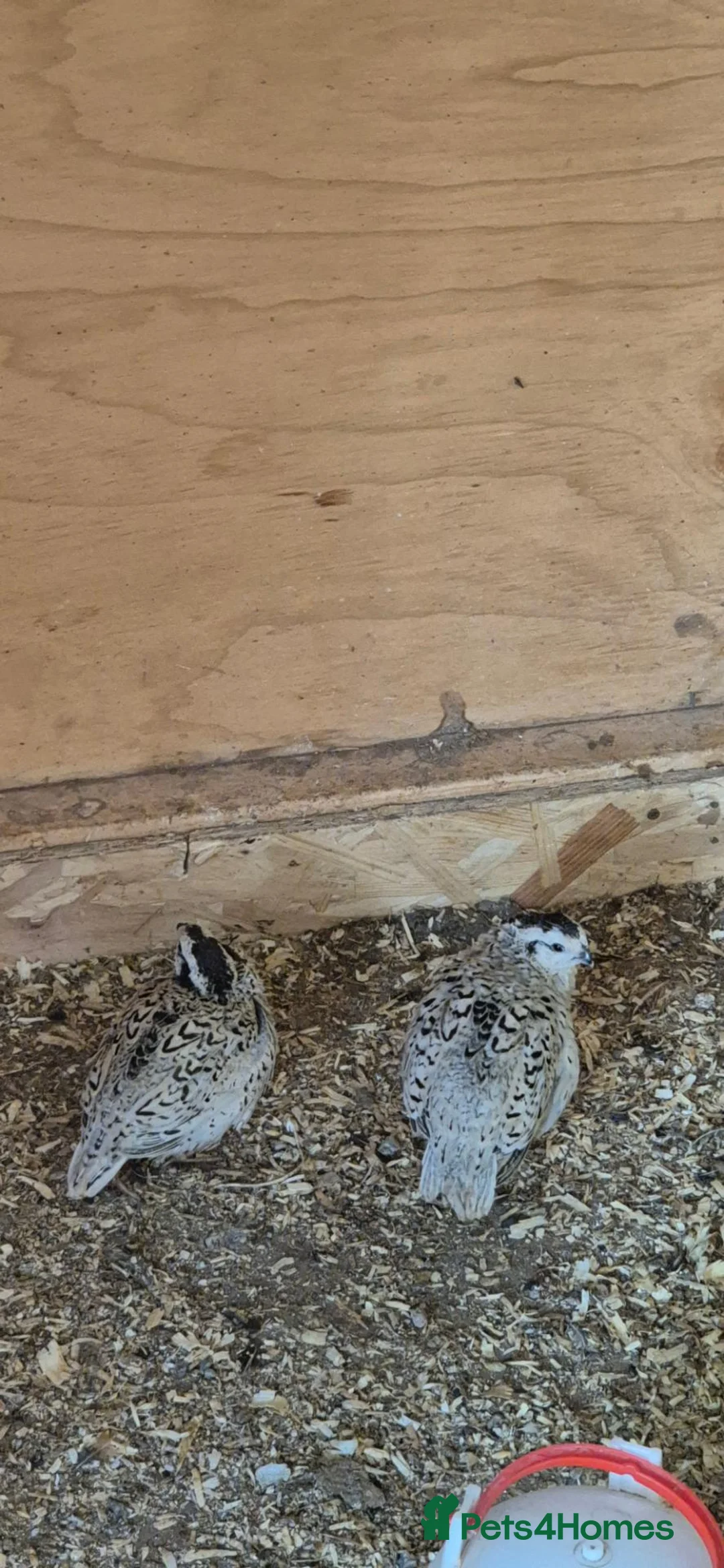 Mixed Breed birds for sale: Snowflake bob white quails  - Advert 2