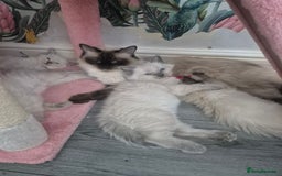 Ragdoll cats for sale: GCCF REGISTERED RAGDOLL KITTENS available septembe - Image 21