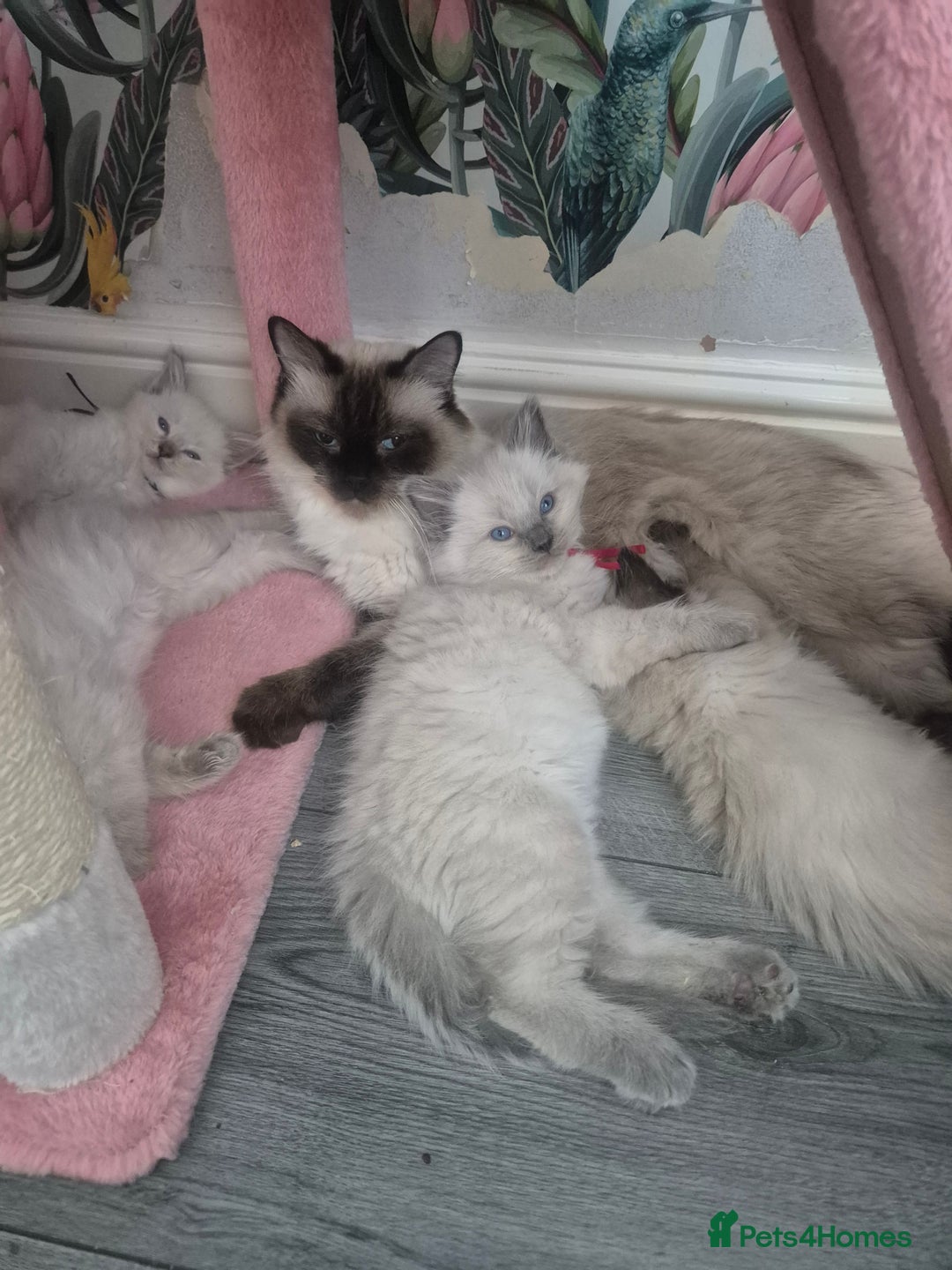Ragdoll cats for sale: GCCF REGISTERED RAGDOLL KITTENS available septembe - Image 21
