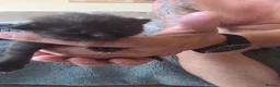 Mixed Breed cats for sale:  BEAUTIFUL RUSSIAN BLUE X BSH KITTENS  - Advert 24