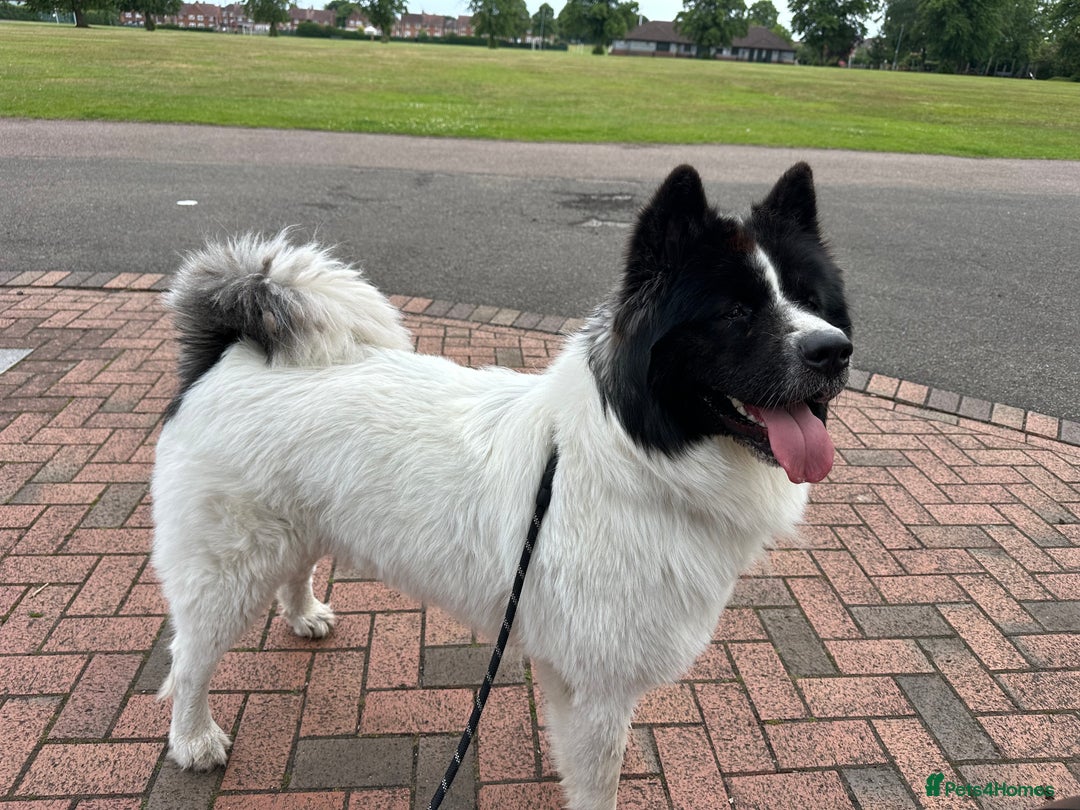 Caucasian Shepherd Dog dogs for stud: Strong Caucasian Shepherd Male for Stud - Advert 4