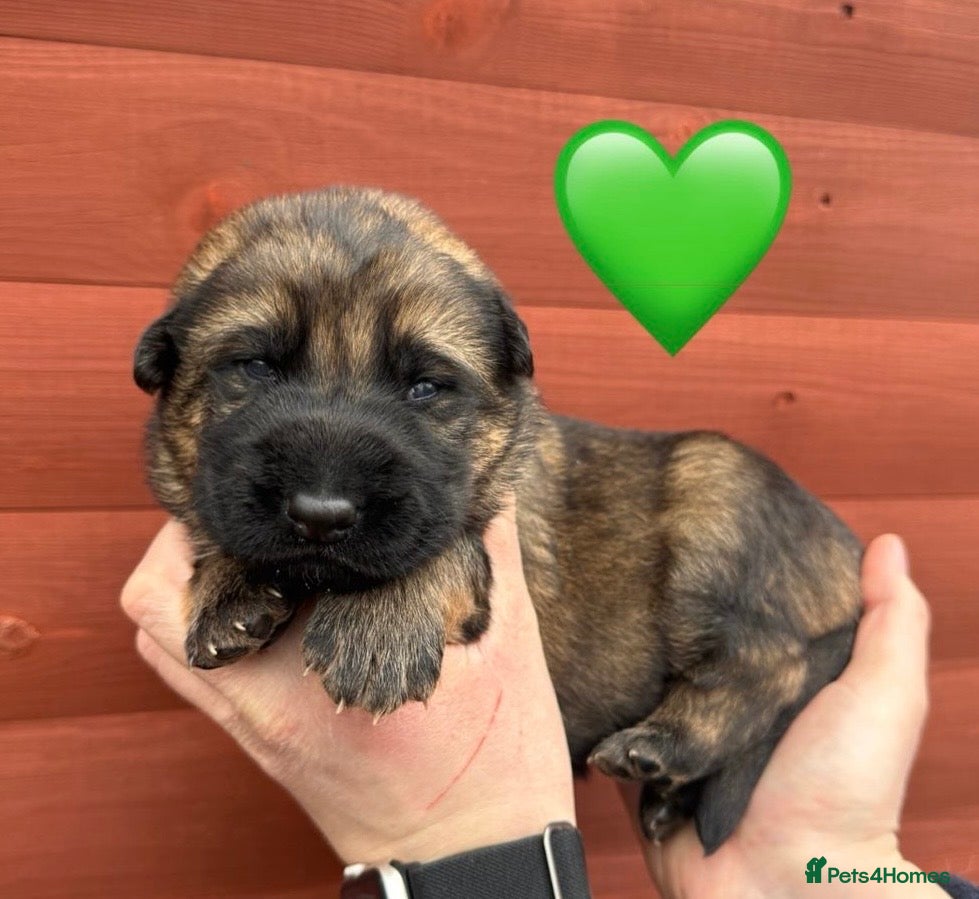 German Shepherd dogs ✨Extensively Health Tested KC Registered pups ✨ - Advert 2