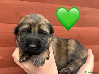 German Shepherd dogs ✨Extensively Health Tested KC Registered pups ✨ - Advert 2