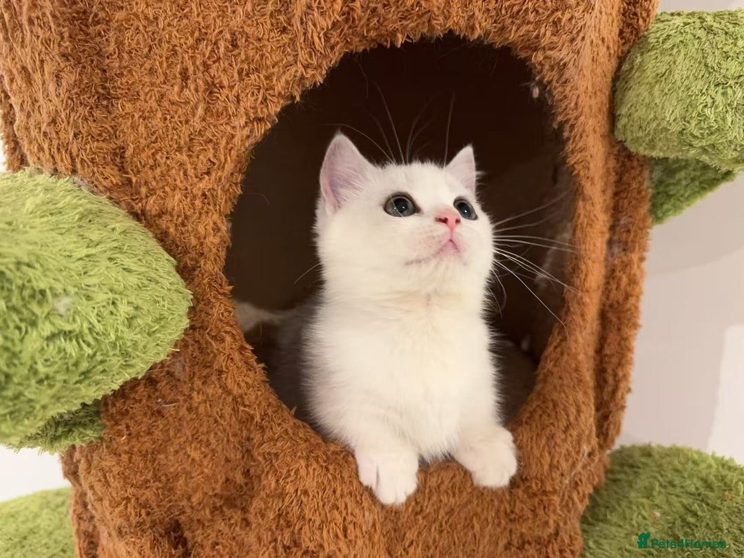 Munchkin cats for sale: Super stunning & rare Minuet - Advert 36