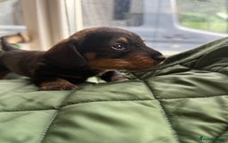 Miniature Dachshund dogs for sale: Miniature wirehaired Dachshund  - Image 5