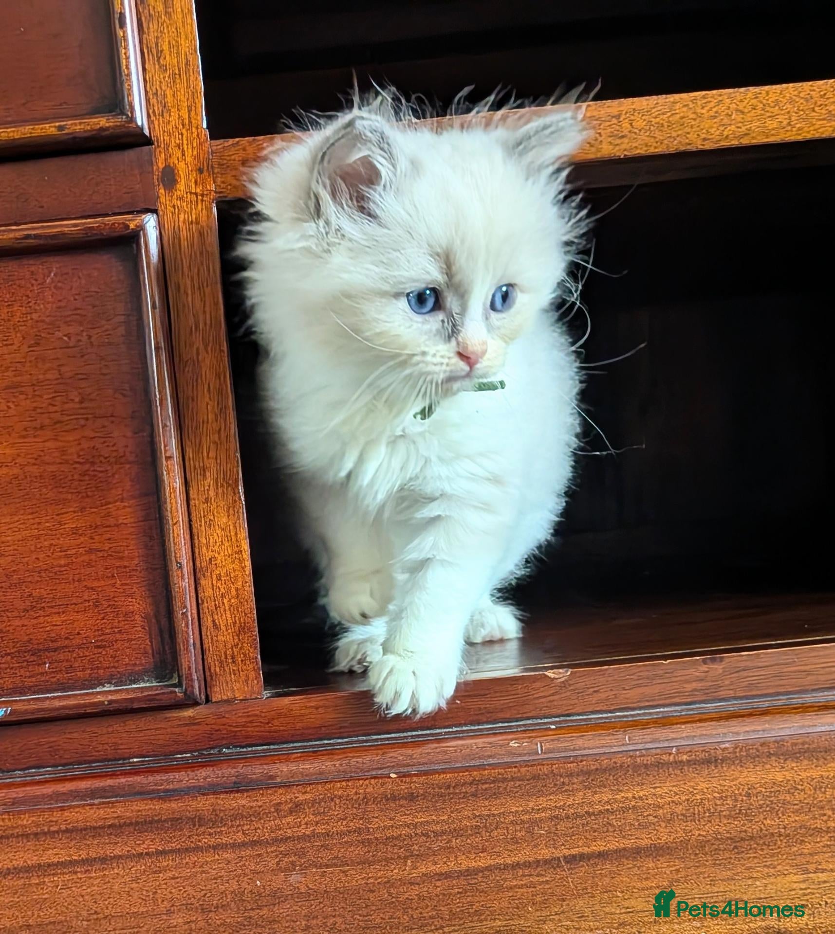 Ragdoll cats GCCF Ragdolls • Grand Champion • Blue/Seal/Lynx - Advert 2