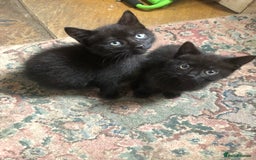 Mixed Breed cats for sale: Gorgeos - Image 2