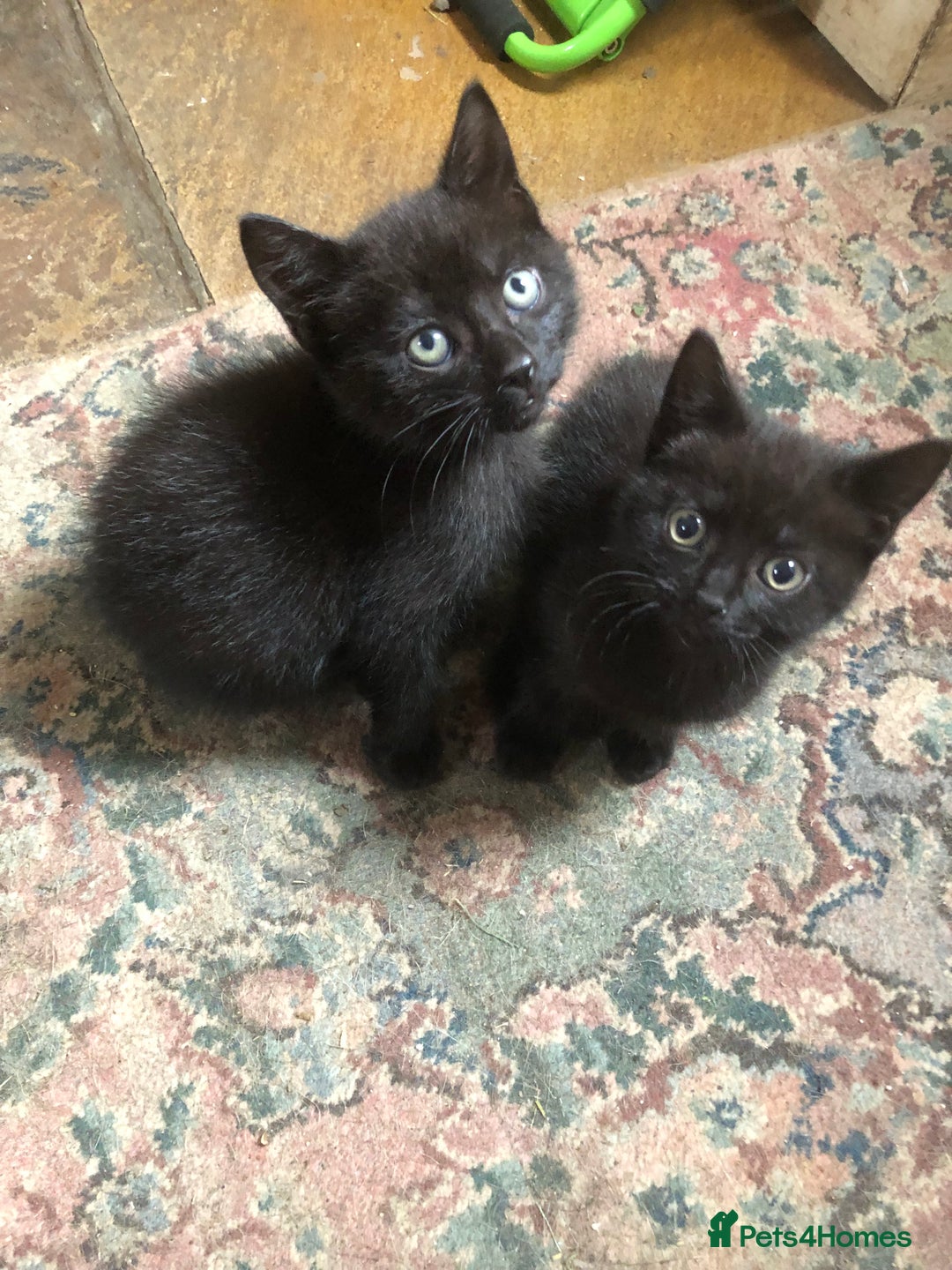 Mixed Breed cats for sale: Gorgeos - Image 2