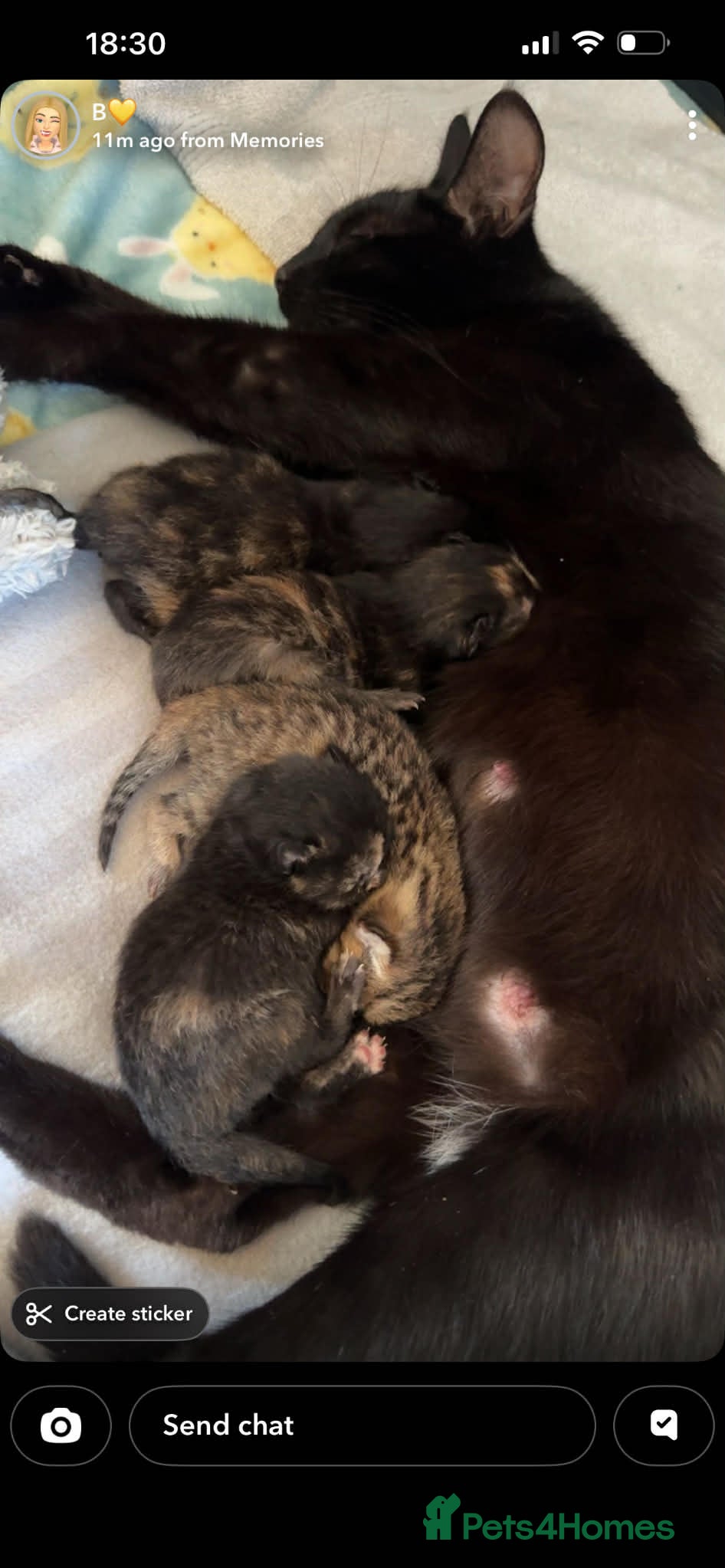 Mixed Breed cats kittens  - Advert 3