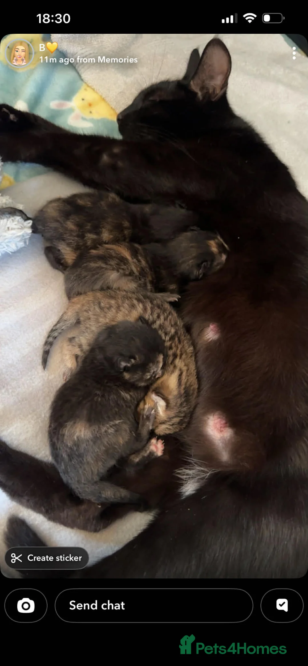 Mixed Breed cats for sale: kittens  in Buckfastleigh - Advert 1