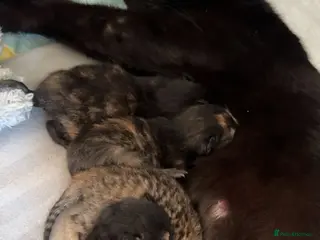 Mixed Breed cats kittens - Advert 3