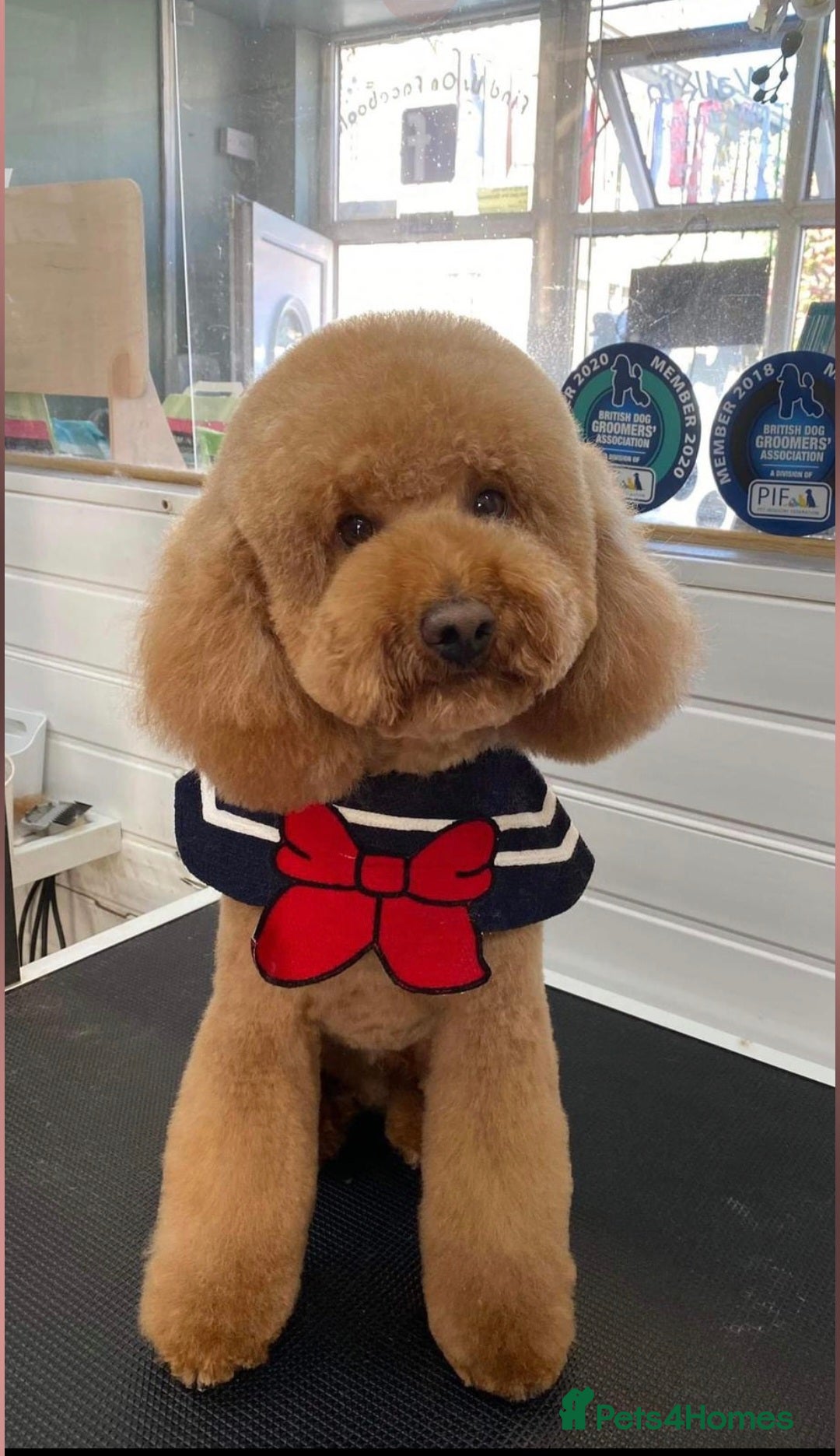Miniature Poodle dogs for stud: Red Miniature Poodle Stud package Available  in Southampton - Advert 2