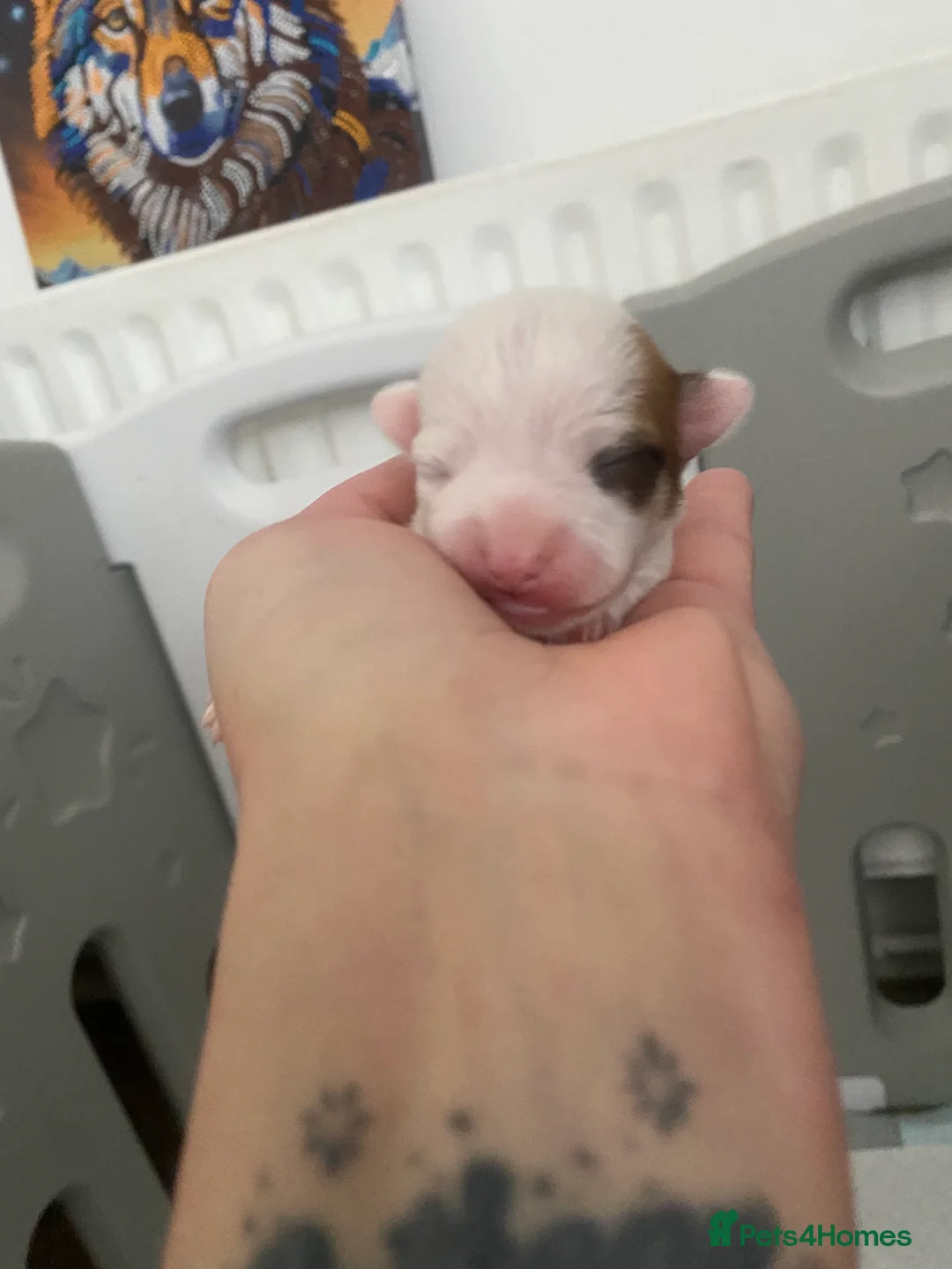 Jack Chi dogs for sale: 3/4 Chihuahua 1/4 Jack Russell puppies  - Advert 15