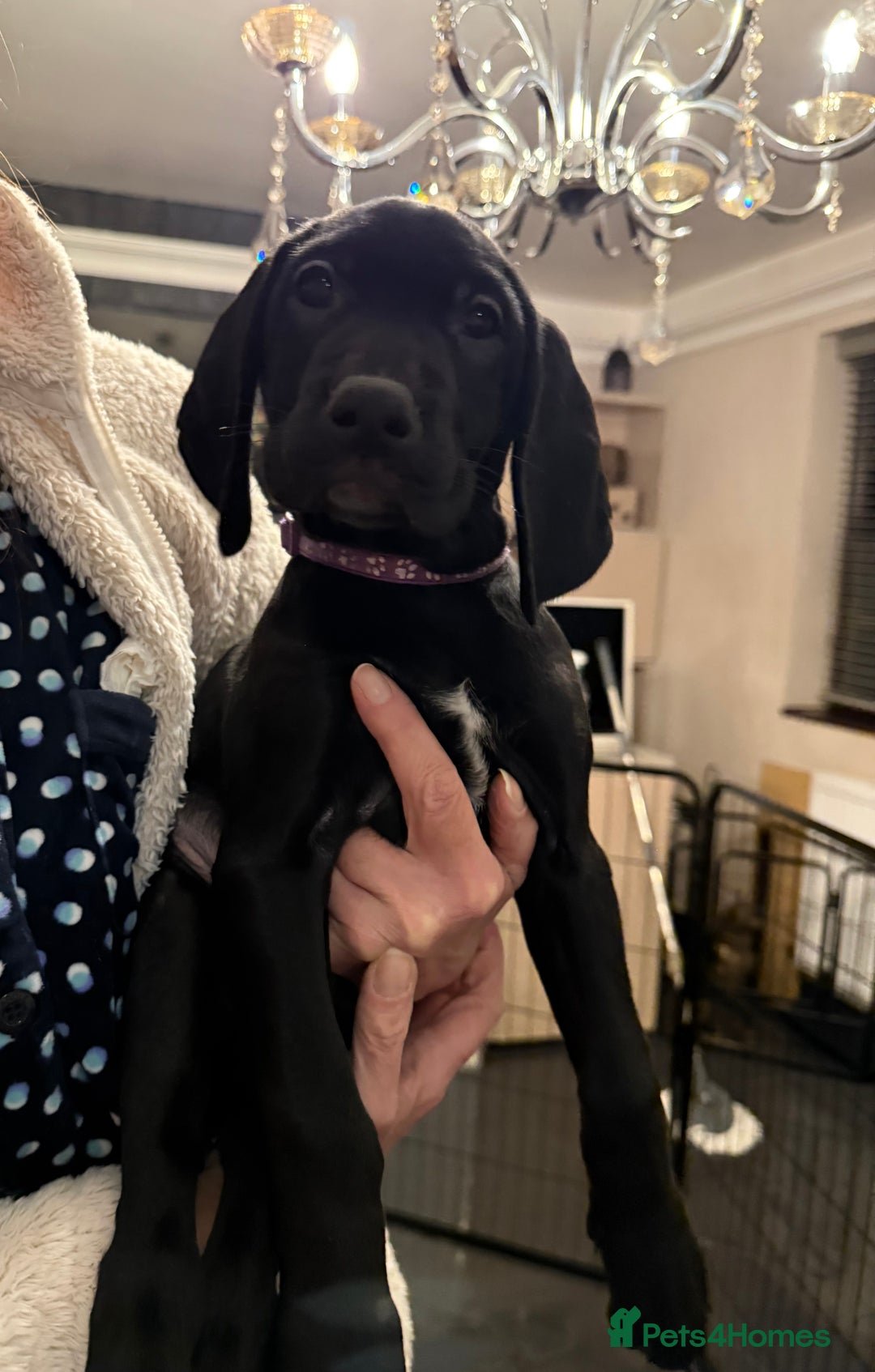 Mixed Breed dogs for sale: Well reared Quality puppies - Advert 12