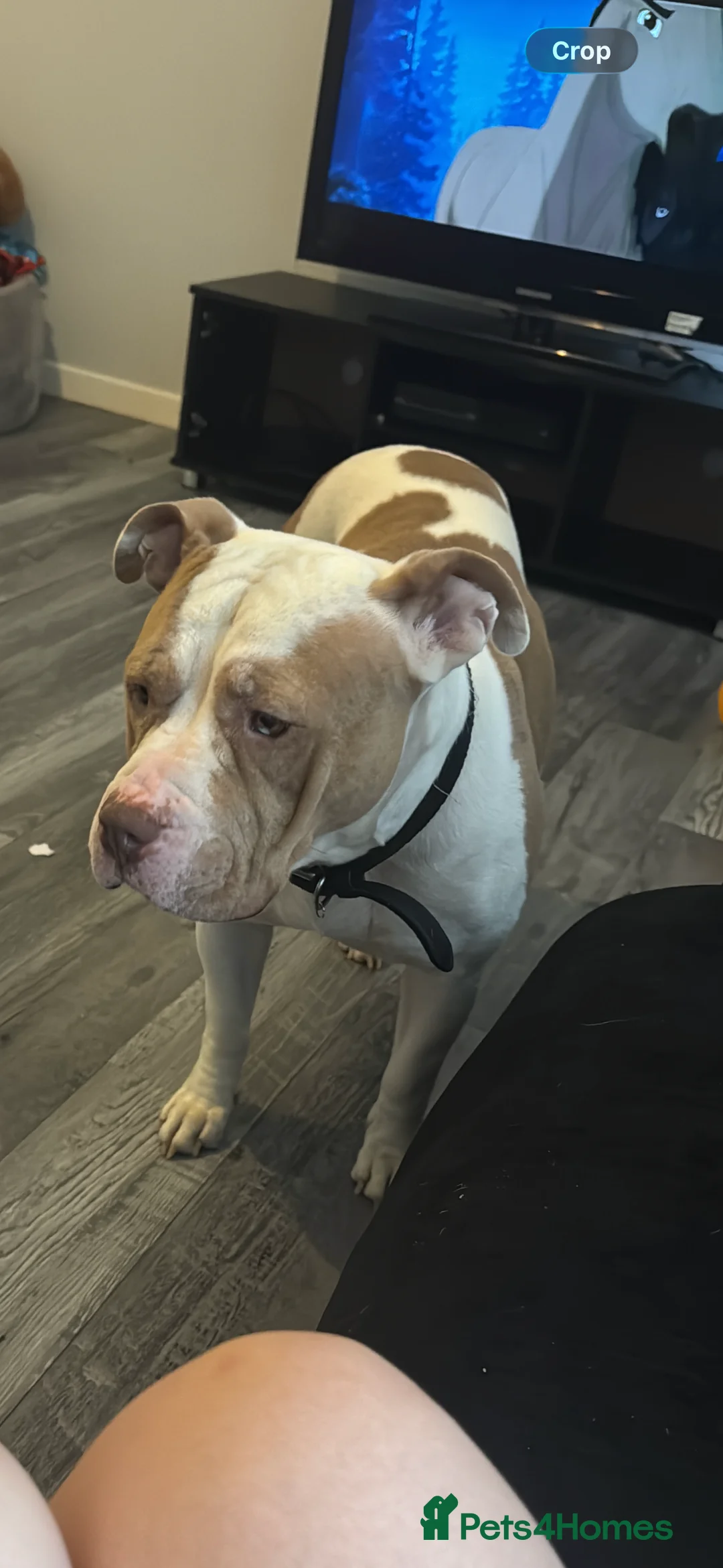 American Bulldog dogs for sale: Female American bulldog for sale in St. Neots - Advert 5