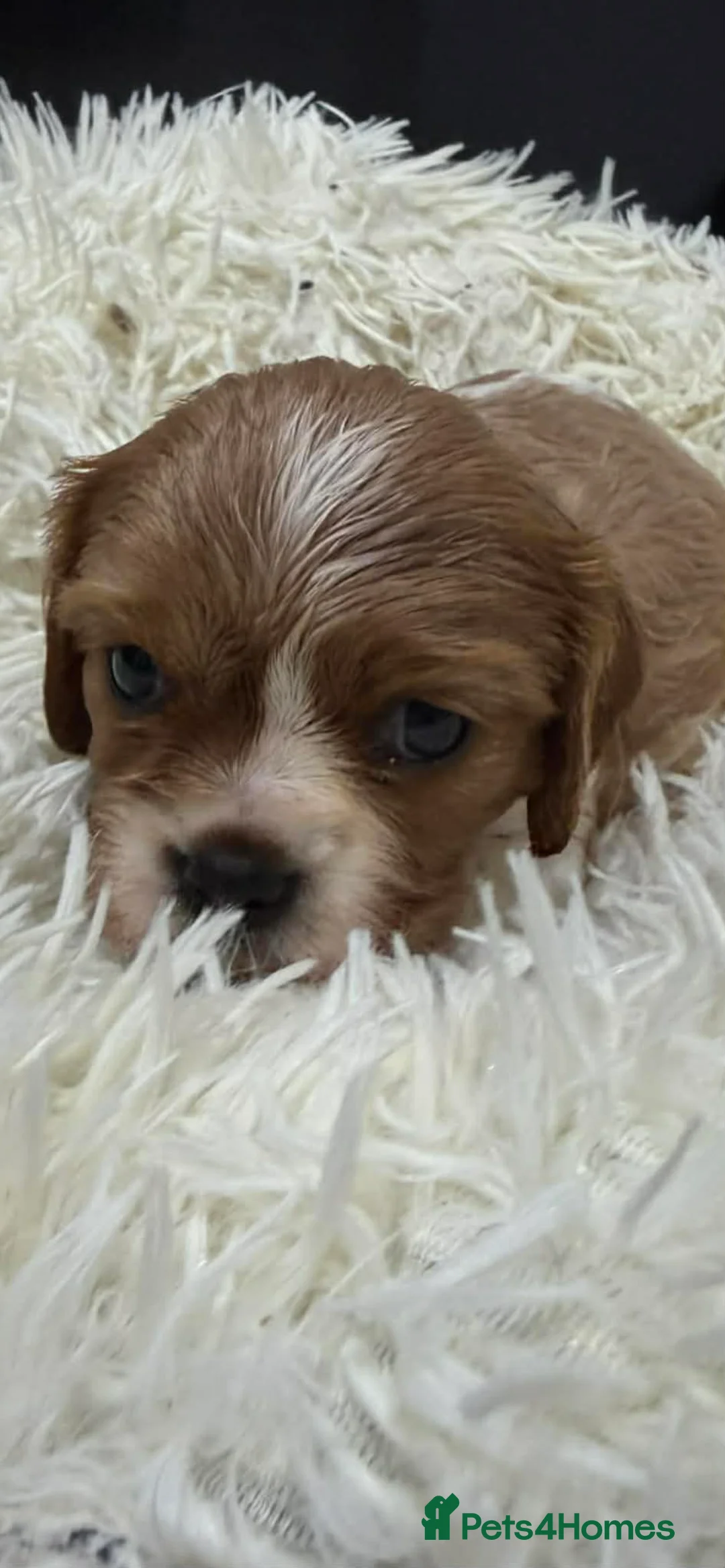 Cavalier King Charles Spaniel dogs for sale: 6 beautiful Cavalier King Charles puppy’s  - Advert 3