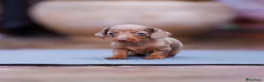 Boy Dachshund puppy 2