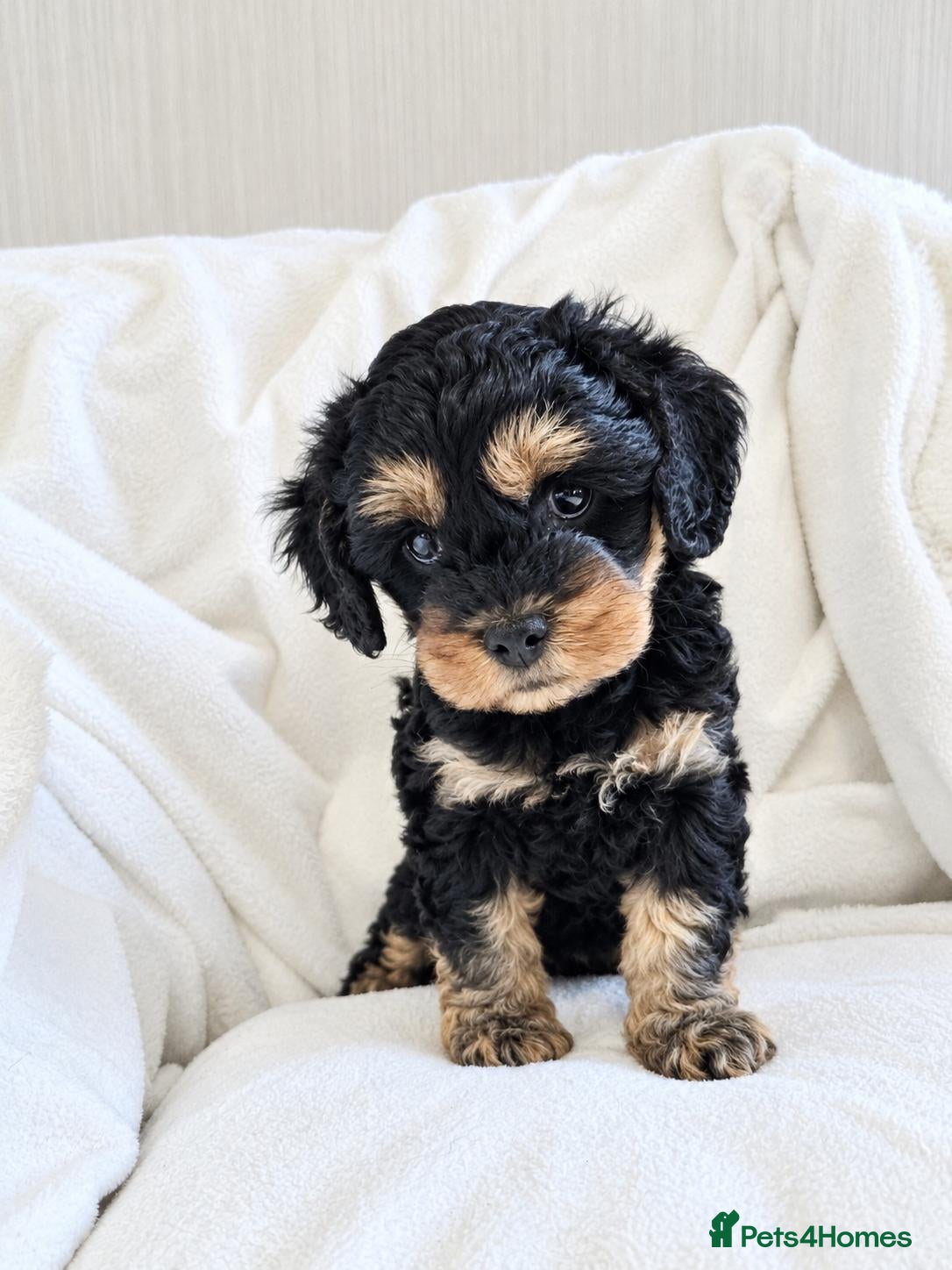 Cavalier King Charles Spaniel dogs Stunning Cavapoos  - Advert 1