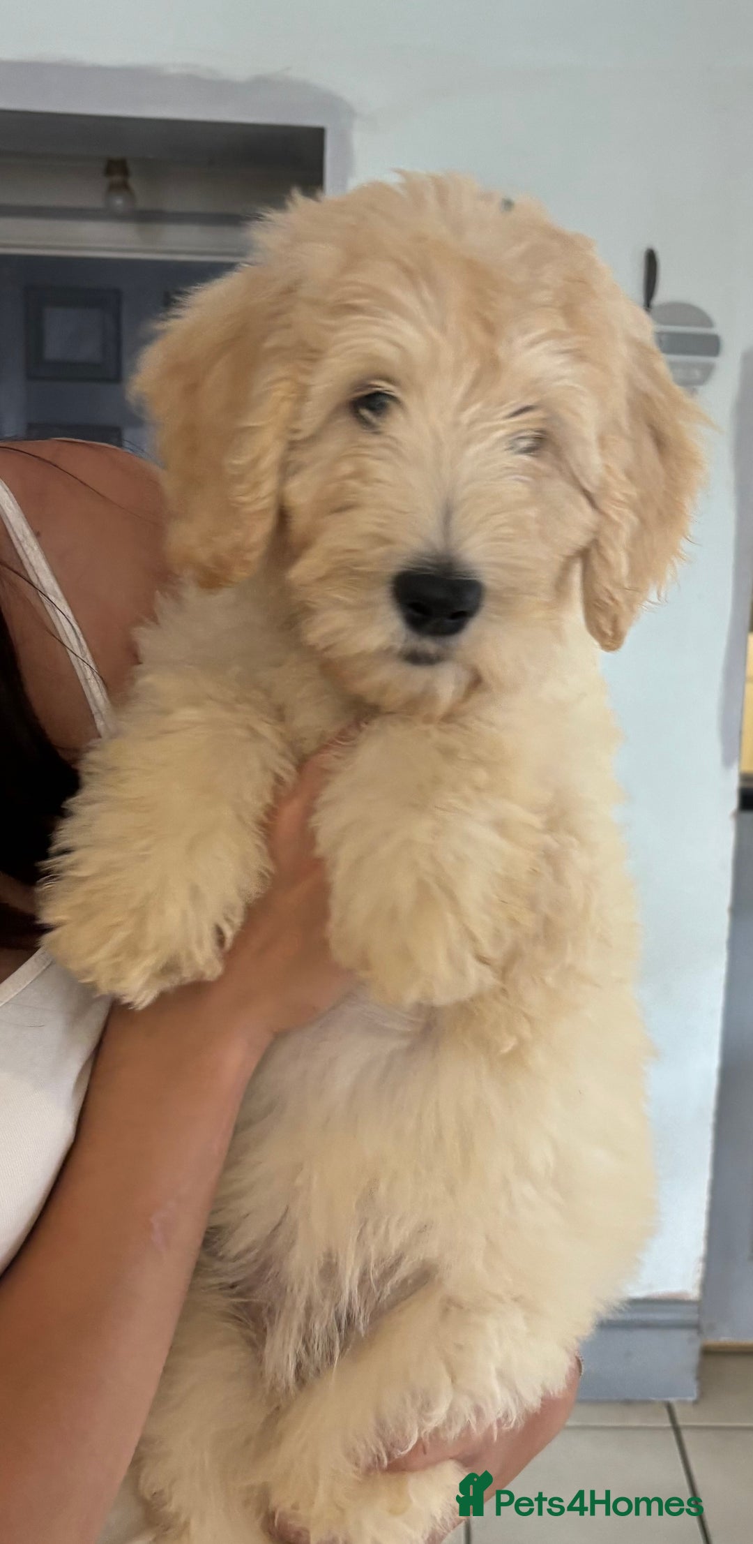 Labradoodle dogs for sale: F1B Standard Labradoodle Puppies Ready Now!🩷💙 - Image 16