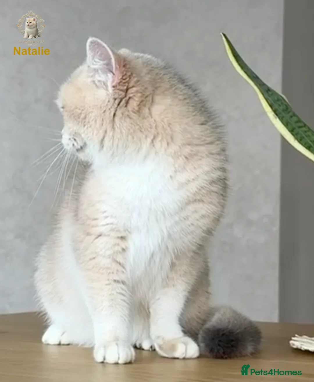 British Shorthair cats for sale: British Shorthair/BSH Blue Golden Chinchilla - Advert 3