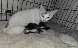 Mixed Breed cats for sale: Kittens for sale  - Image 7