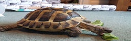 Hermann Tortoise reptiles for sale: Herman Torroise - Advert 2