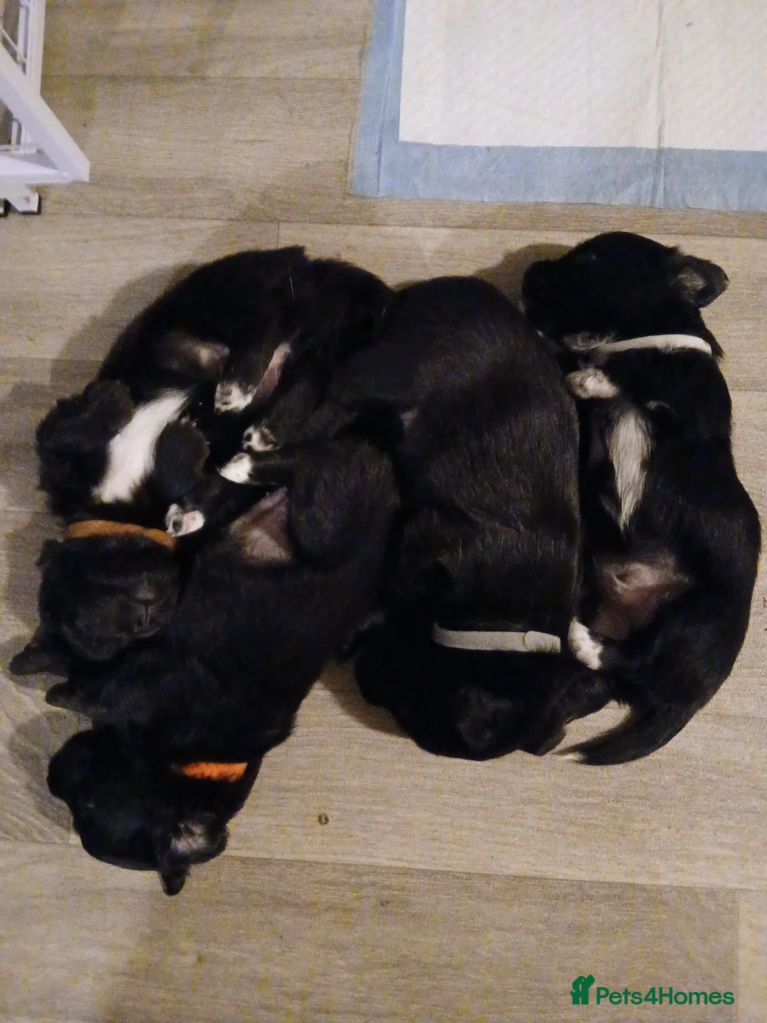 Mixed Breed dogs for sale: Hybrid Jack Tzu's - Advert 16