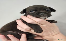 Mixed Breed dogs for sale: French bull dog X Cane corso puppys  - Advert 4